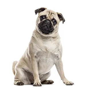 Purebred Dog Front View Drucke: Pug sitting and looking at the camera