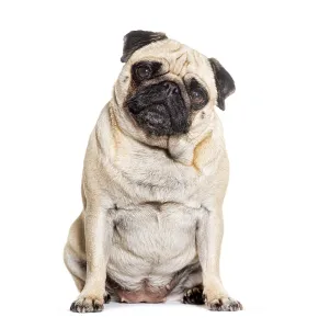 Purebred Dog Breed Photo Drucke: Pug sitting looking at he camera against white background
