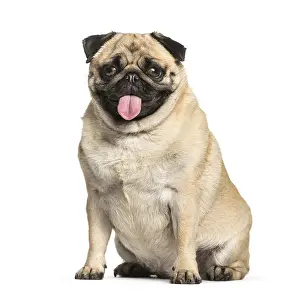 Purebred Dog Studio Photography Drucke: Pug sitting in front of white background