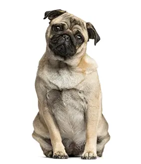 Pedigree Dog Studio Shot Drucke: Pug sitting in front of a white background