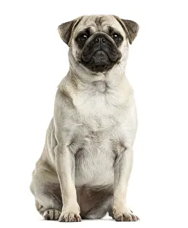 Domestic Animal Breed Image Drucke: Pug sitting in front of a white background