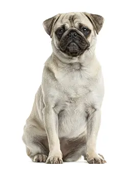 Pedigree Dog Sitting Drucke: Pug sitting in front of a white background