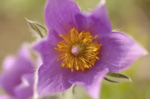 Pasque Flower Drucke: Pulsatilla