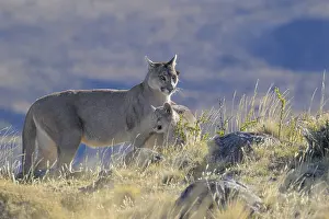 Predator Cat Drucke: Two pumas, with one being a cub