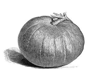 Pumpkin Nutrition Facts Drucke: Pumpkin