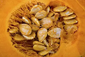 Close Up Pumpkin Drucke: Pumpkin