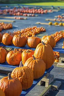 Agricultural Landscape Shots Drucke: Pumpkin