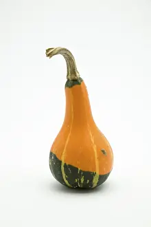 Studio Shot Of Squash Drucke: Pumpkin (Cucurbita)