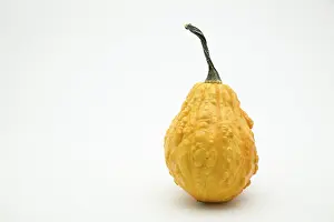 Autumn Decoration Ideas Drucke: Pumpkin (Cucurbita)