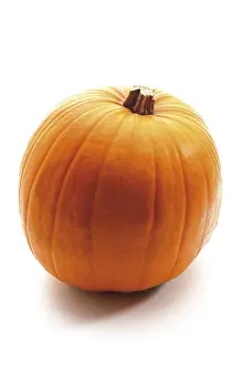 Agricultural Crop Photography Drucke: Pumpkin (Cucurbita)