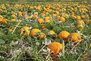 Northern European Countryside Views Drucke: Pumpkin field with ripe pumpkins in Loderup