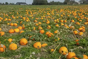Swedish Countryside Scenery Drucke: Pumpkin field with ripe pumpkins in Loderup