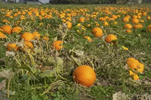 Scandinavian Countryside Scenery Drucke: Pumpkin field with ripe pumpkins in Loderup