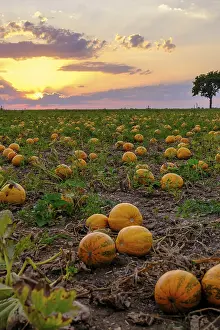 Travel Photography Lower Austria Drucke: Pumpkin fields in the evening light