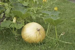 Agrarian Landscape Photos Drucke: Pumpkin in a garden