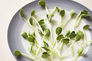 Healthy Vegan Meal Ideas Drucke: Pumpkin microgreens. Sprouting Microgreens