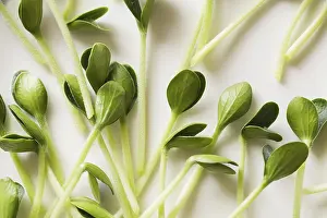 Healthy Eating Ideas Drucke: Pumpkin microgreens. Sprouting Microgreens