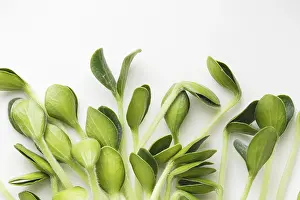 Sprouting Microgreens Drucke: Pumpkin microgreens. Sprouting Microgreens
