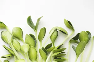 Organic Food Cultivation Drucke: Pumpkin microgreens. Sprouting Microgreens