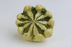 Studio Background Plants Drucke: Pumpkin Pattisson / (Cucurbita spec)