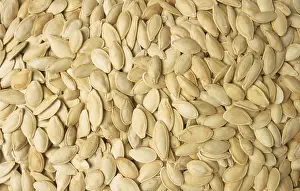 Medicinal Herb Garden Drucke: Pumpkin seeds