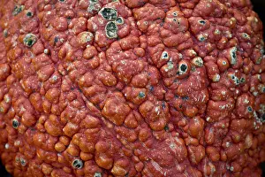 Full Frame Food Image Drucke: Pumpkin or squash (Cucurbita), detail view of the shell