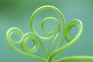 Nature Botany Details Drucke: Pumpkin tendril