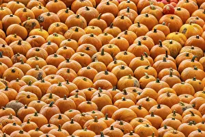 Halloween Pumpkins Drucke: Pumpkins