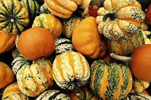Fall Season Vegetables Drucke: Pumpkins
