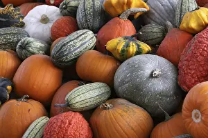 Autumn Pumpkins Drucke: Pumpkins