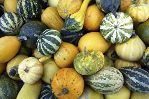 Decorative Pumpkins Drucke: Pumpkins