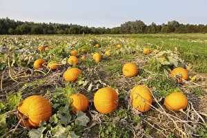 Pumpkin Field Drucke: Pumpkins (Cucurbita) in the field