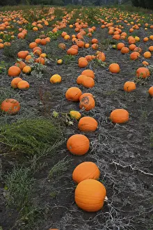 Pumpkin Field Drucke: Pumpkins in a field
