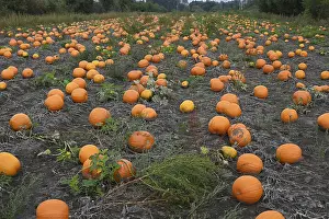 Farm Land Photography Drucke: Pumpkins in a field