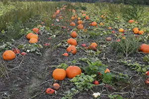 Agricultural Landscape Drucke: Pumpkins in a field