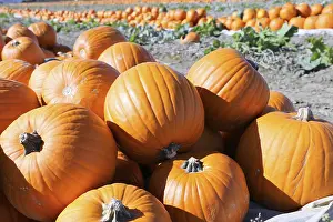 Deserted Pumpkin Patch Drucke: Pumpkins, pumpkin patch