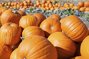 Autumnal Agricultural Landscape Drucke: Pumpkins, pumpkin patch