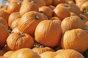 Uninhabited Farm Land Drucke: Pumpkins, pumpkin patch