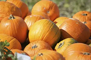 Harvest Festival Drucke: Pumpkins, pumpkin patch