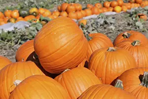 Autumnal Atmosphere Pictures Drucke: Pumpkins, pumpkin patch