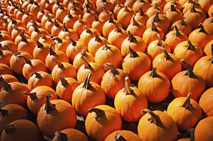 Orange Pumpkins For Sale Drucke: Pumpkins in pumpkin patch waiting to be sold