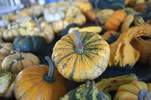 Orange Pumpkins For Sale Drucke: Pumpkins in pumpkin patch waiting to be sold