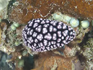 Bilder Datiert 27. Juli 2024: Ein purpurn und schwarz gemustertes Nudibranch.