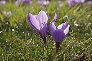 Purple Crocuses Drucke: Purple crocuses (Crocus)