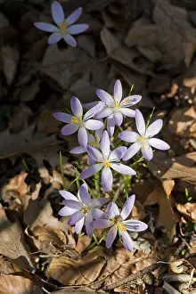Early Spring Blooms Germany Drucke: Purple crocuses (Crocus, Crocus) in the forest