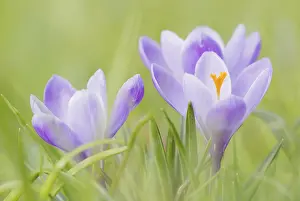 Close Up Crocus Drucke: Purple crocuses (Crocus), Germany