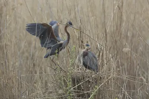 Deserted Nesting Site Drucke: Purple Heron