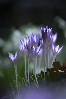 Purple Spring Crocus Drucke: Purple spring crocus (Crocus vernus)
