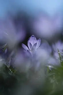 Drucke von Lila Frühlings-Krokus (Crocus vernus), im Stadtpark Hain, Bamberg, Bayern, Deutschland Stadt Bamberg Drucke: Lila Frühlings-Schleiercrocus (Crocus vernus)
