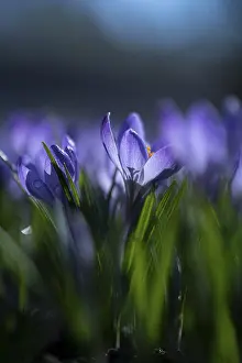 Purple Spring Crocus Drucke: Purple spring crocus (Crocus vernus)